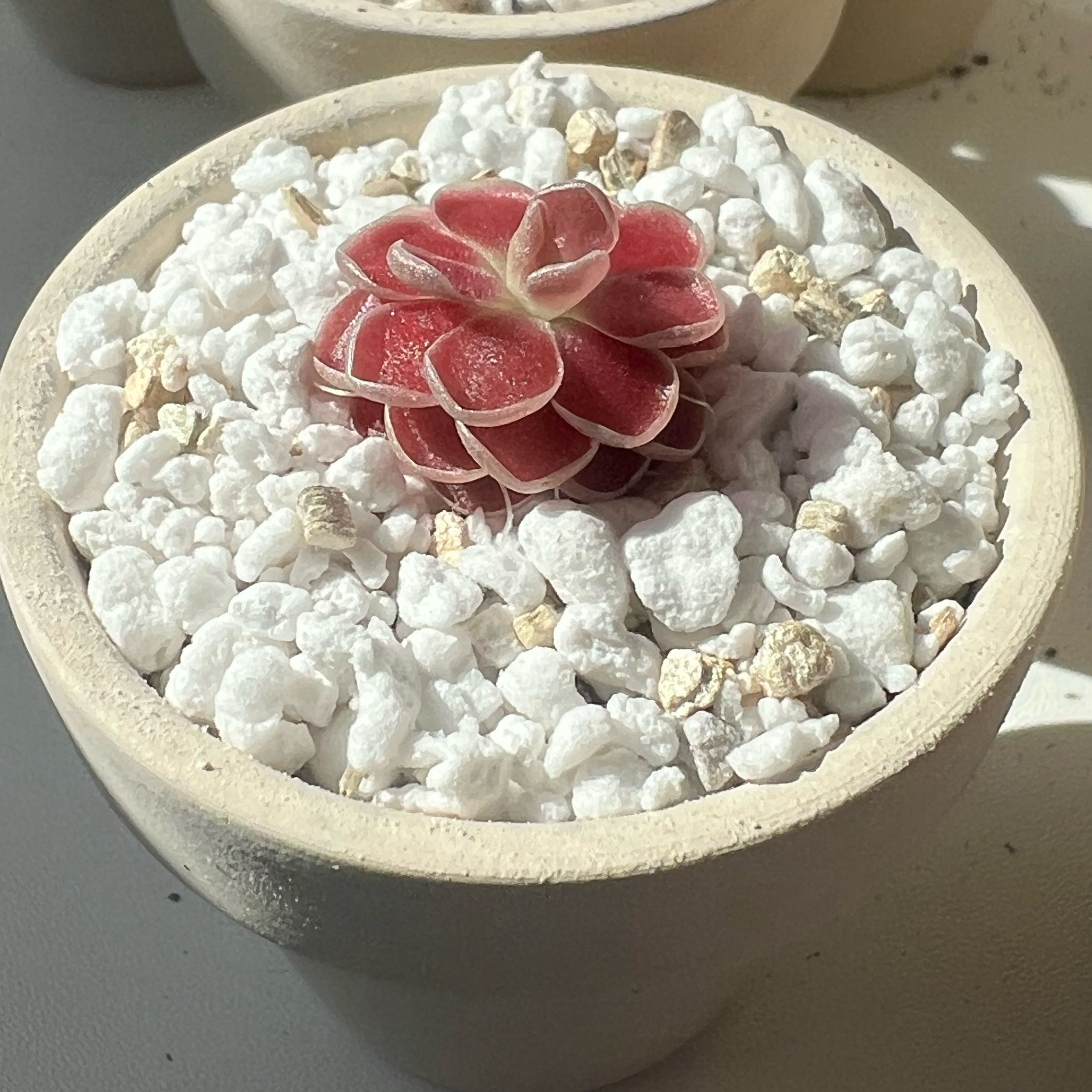 Photo of the plant species pingucula by @LucidWaterwheel named Winston on Greg, the plant care app