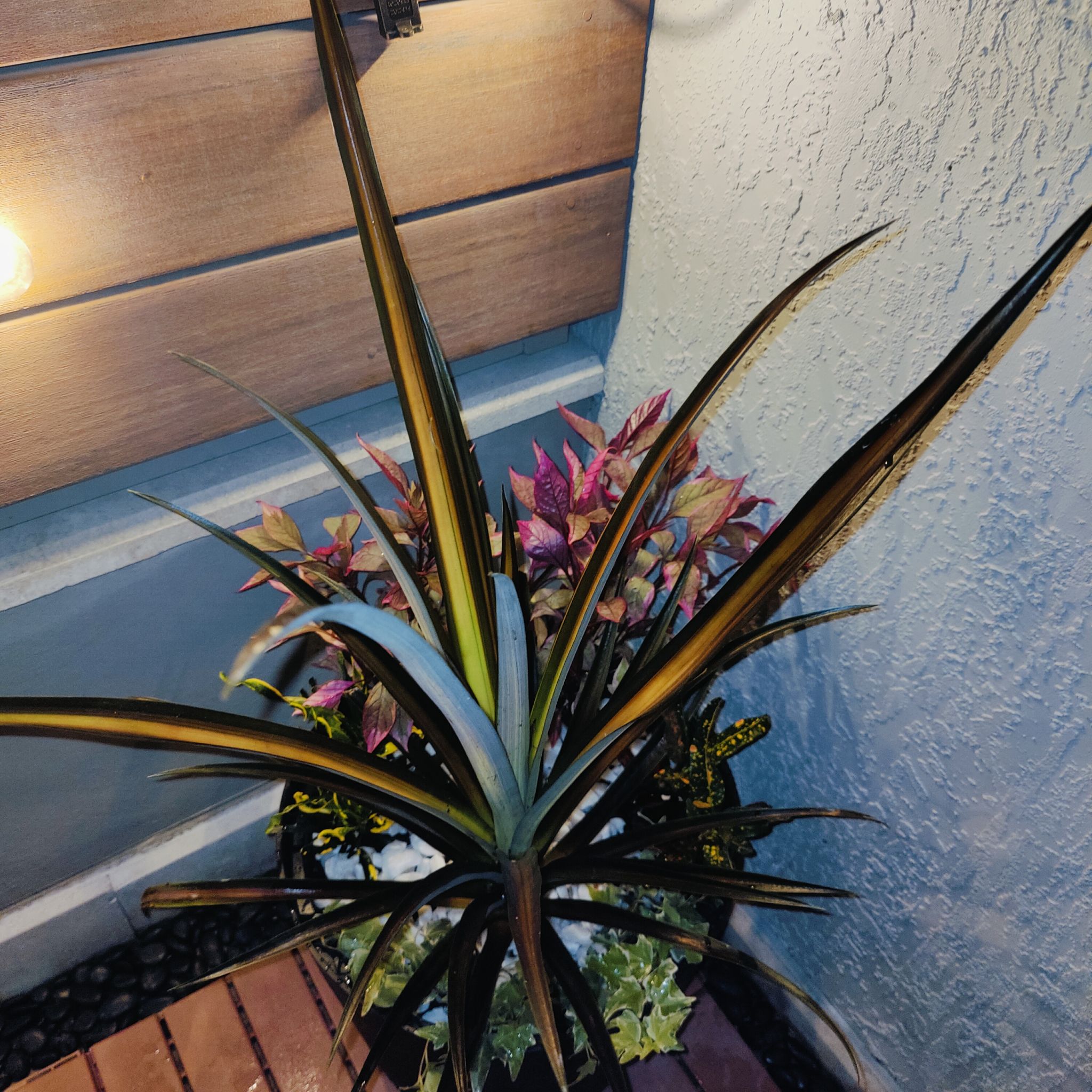 Photo of the plant species Mangave 'Jaguar' by @RyukyuGirl named Mangave 'Carnival' on Greg, the plant care app