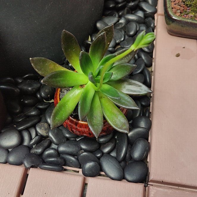 Photo of the plant species Echeveria by @RyukyuGirl named Spikeies on Greg, the plant care app
