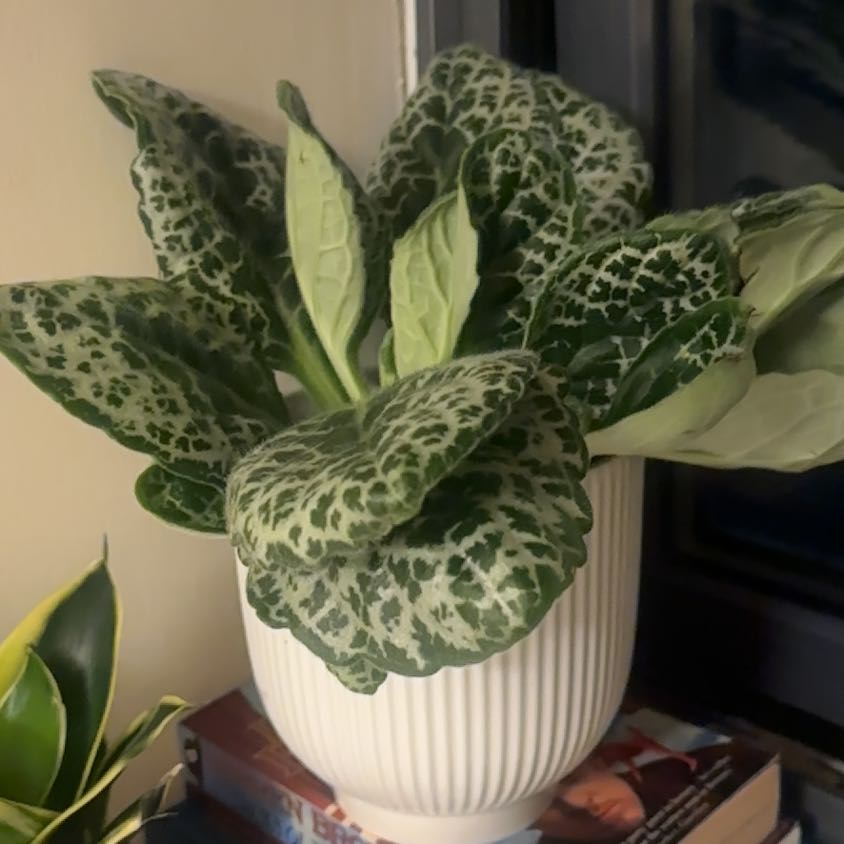 Photo of the plant species Streptocarpus 'Pretty Turtle' by @ArciieCarnall named Sherlock on Greg, the plant care app