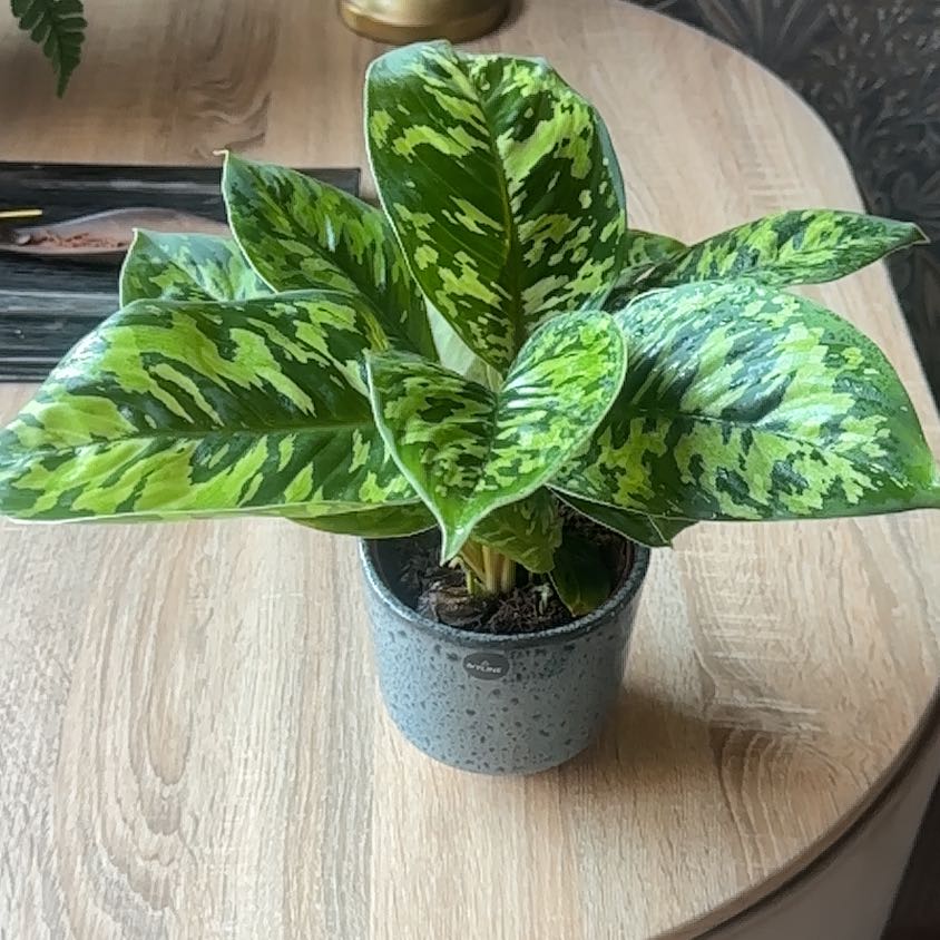 Photo of the plant species King of Hearts by @ArciieCarnall named Athena on Greg, the plant care app