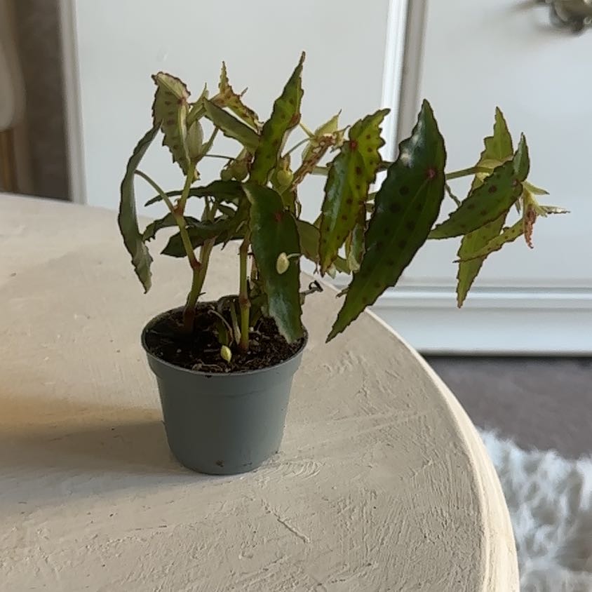 Photo of the plant species Begonia amphioxus by @ArciieCarnall named Be gone, ya? on Greg, the plant care app