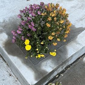 Plant care for Rose Shrub on Greg, the plant care app