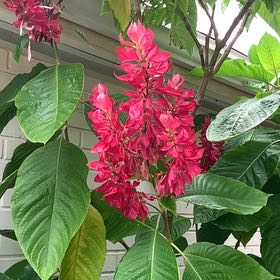 Photo of the plant species Brazilian Red-Cloak by @AgelessCassava3 named Diana on Greg, the plant care app