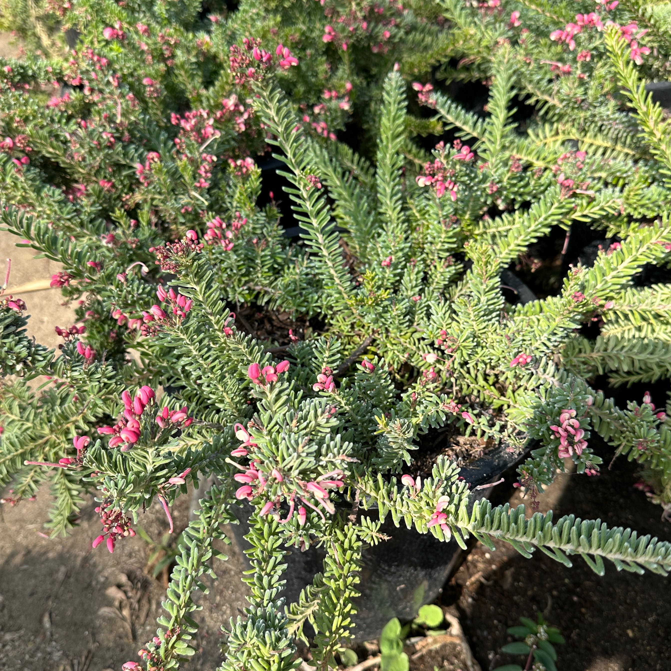 Photo of the plant species Wandering Heath by @ToughChinesefir named Harry on Greg, the plant care app