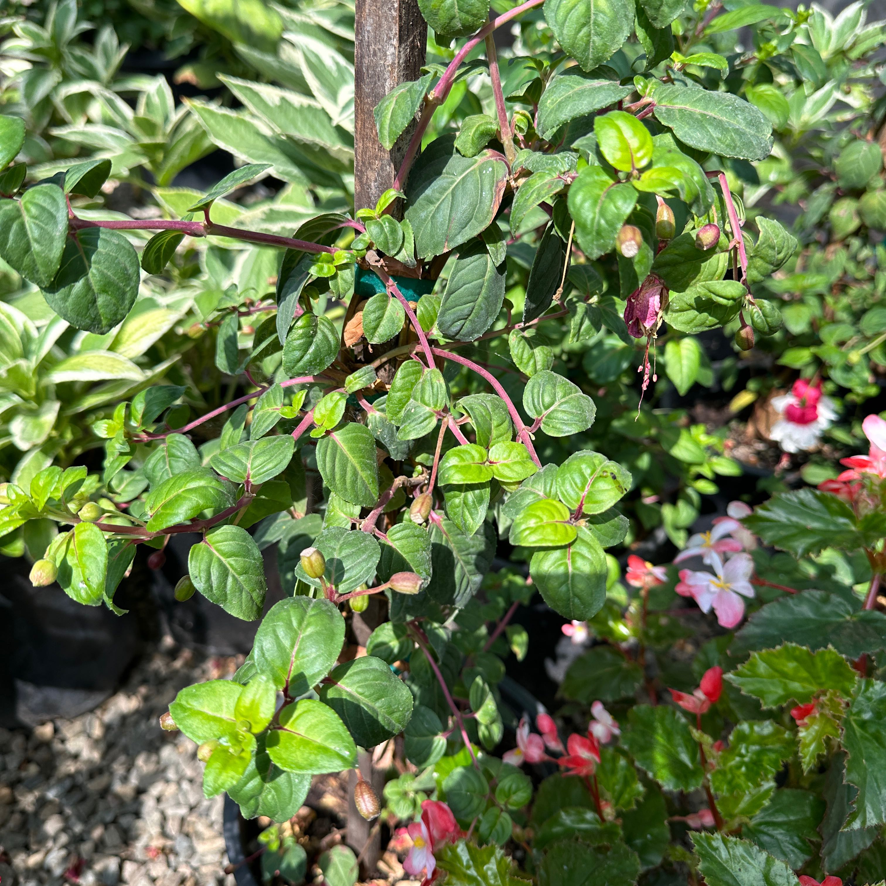 Photo of the plant species Fuchsia microphylla by @ToughChinesefir named Hemingway on Greg, the plant care app