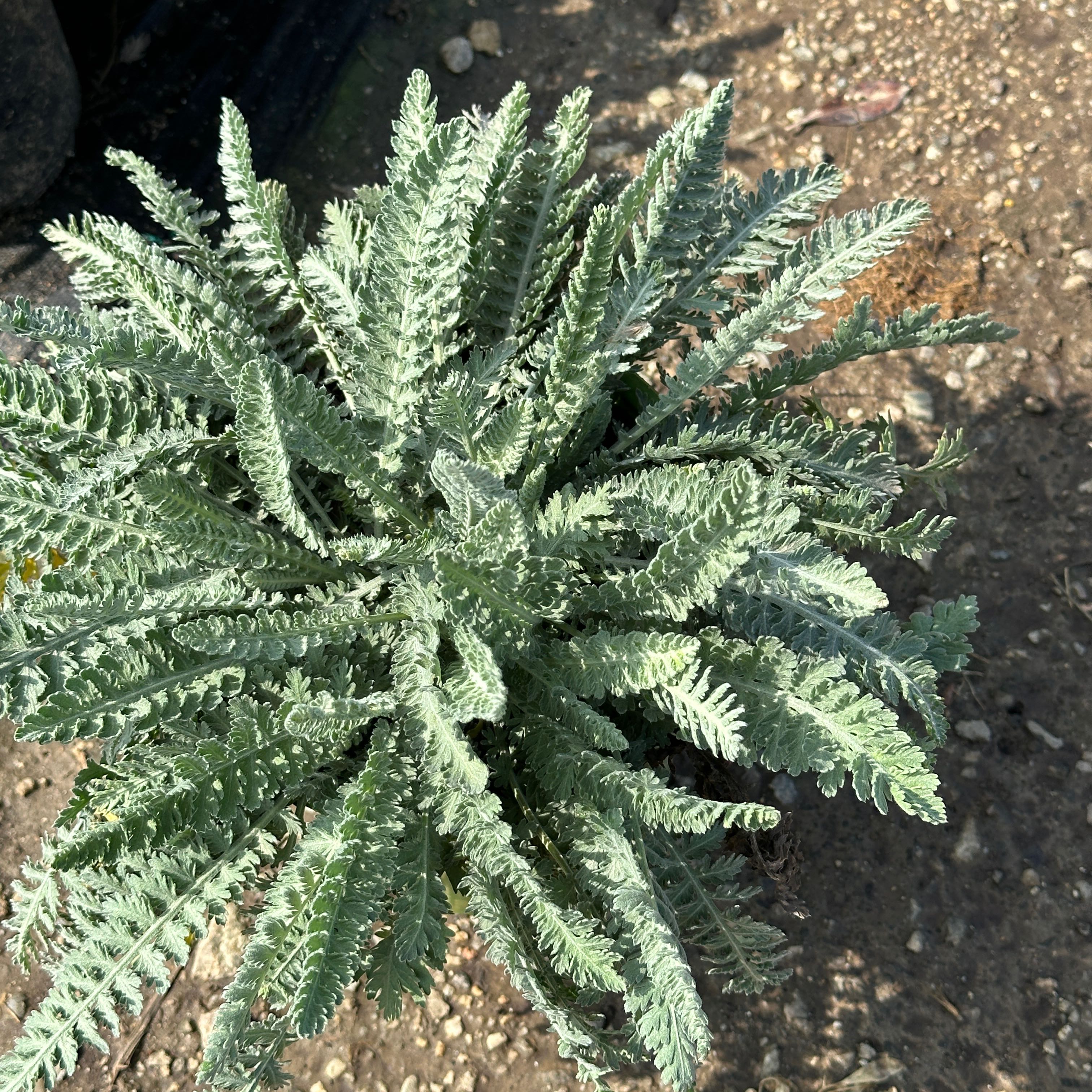 Photo of the plant species Yellow Horned Poppy by @ToughChinesefir named Elina on Greg, the plant care app