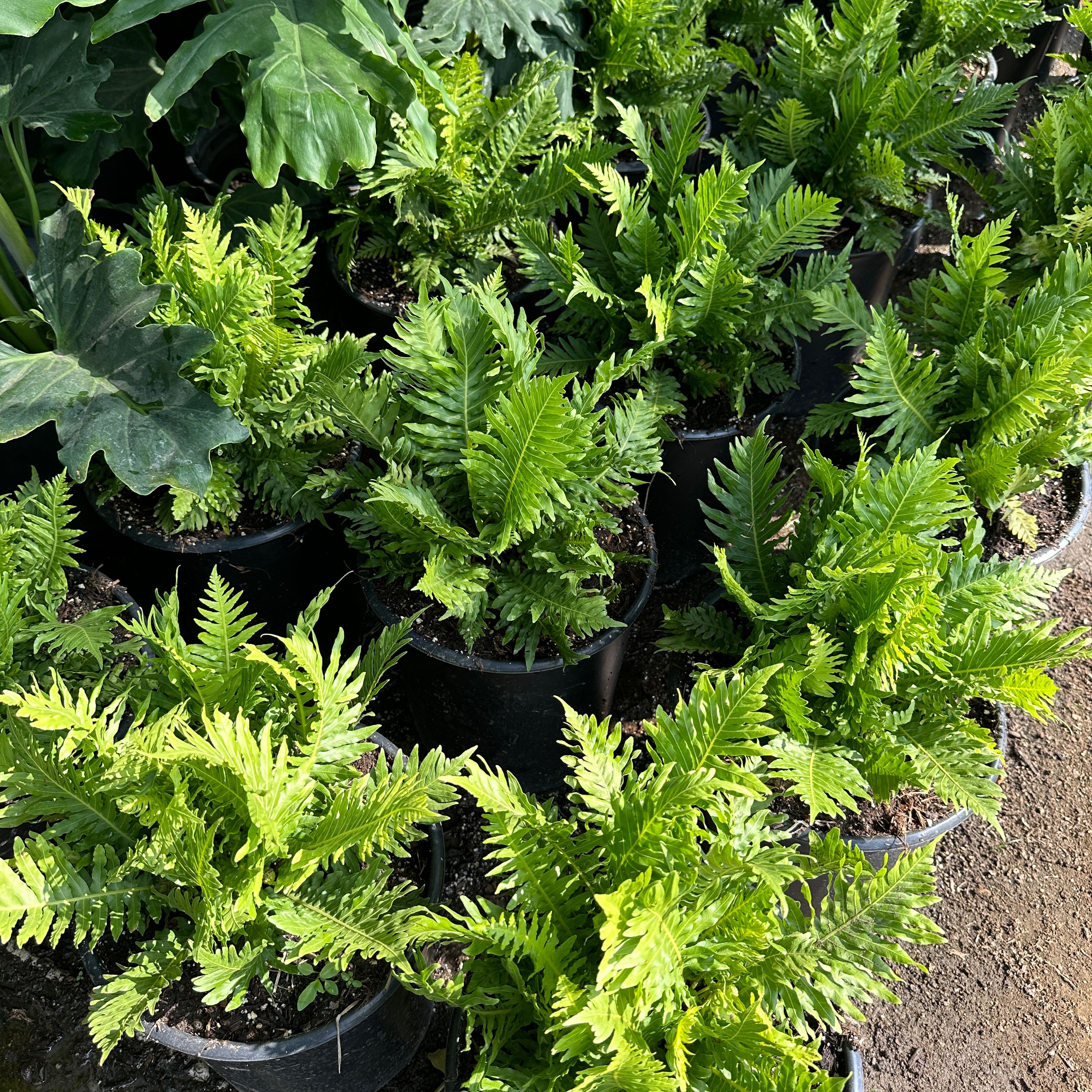 Photo of the plant species Licorice Fern by @ToughChinesefir named Tree Diddy on Greg, the plant care app