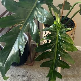 Photo of the plant species Philodendron 'Bob Cee' by @PlantMami1017 named Dax on Greg, the plant care app