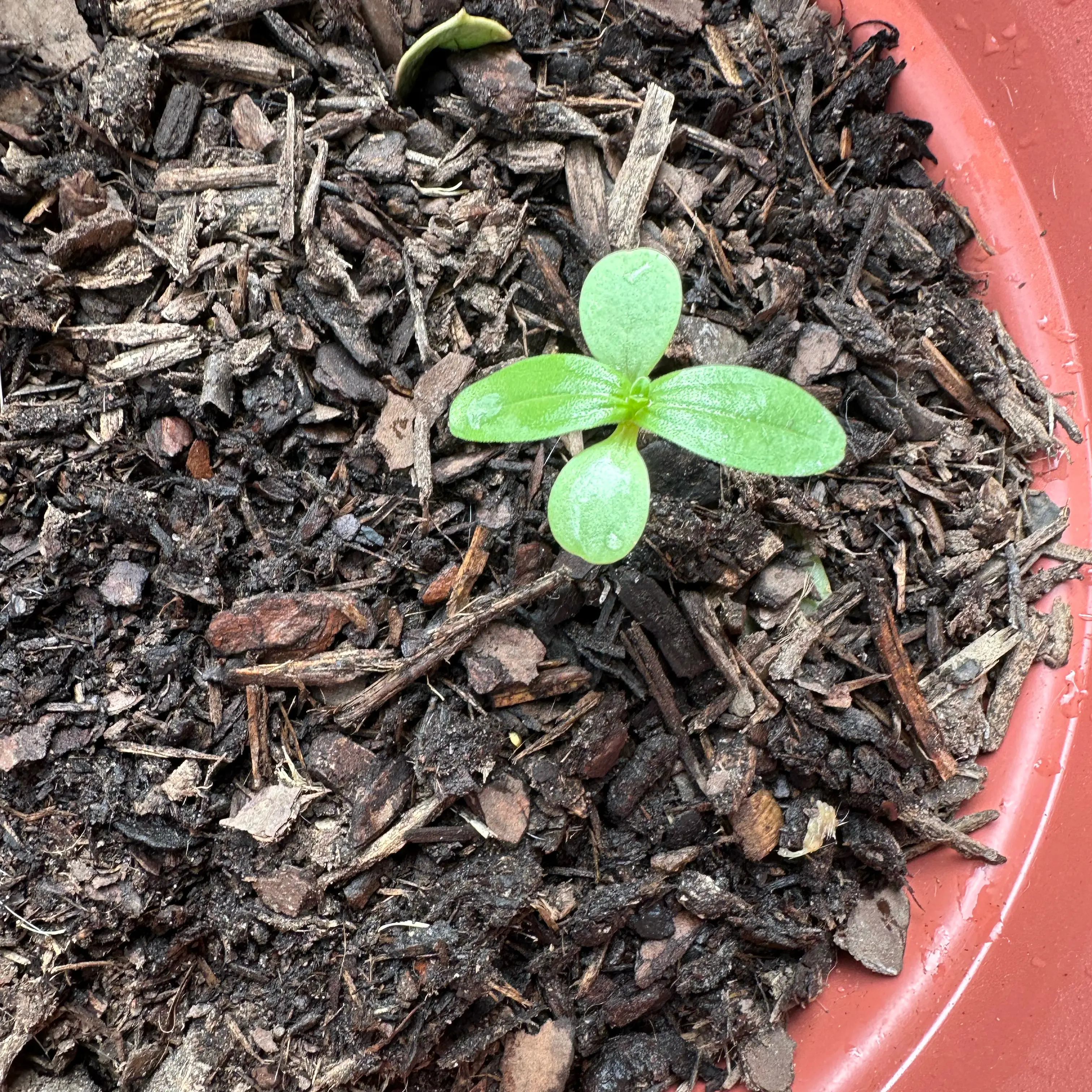 Photo of the plant species Zinnias by @Saturn572 named Kobe esti moons on Greg, the plant care app