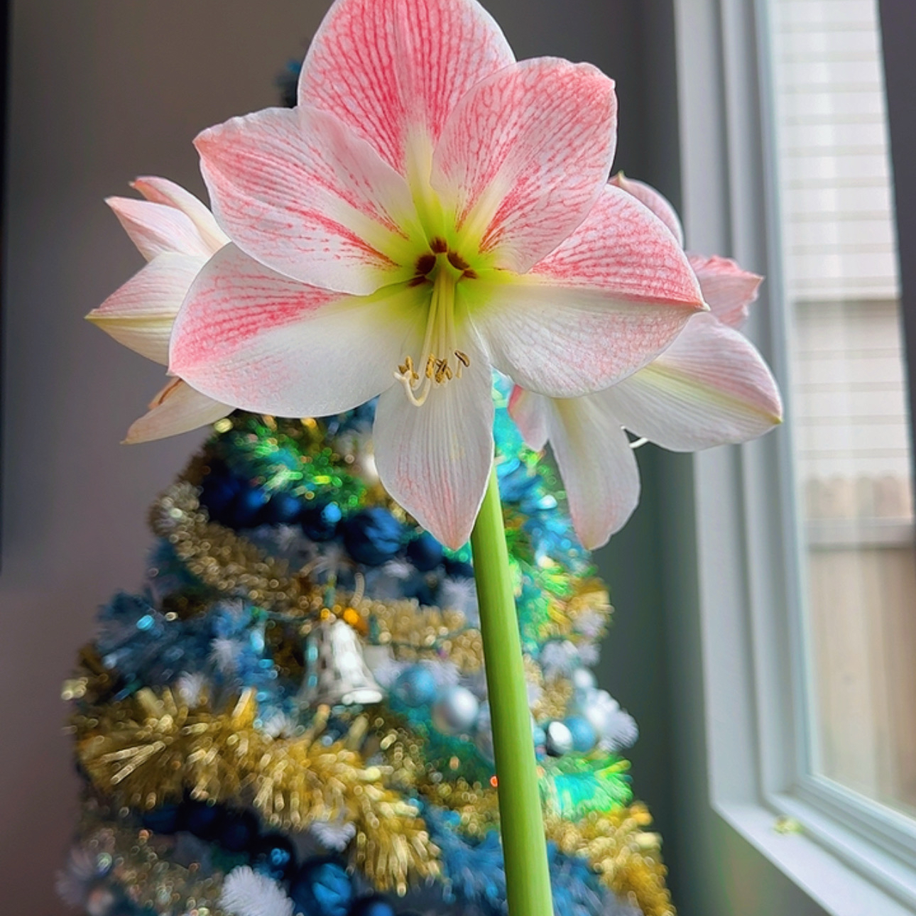Photo of the plant species Amaryllis by @Saturn572 named Celadine Donna Veena on Greg, the plant care app