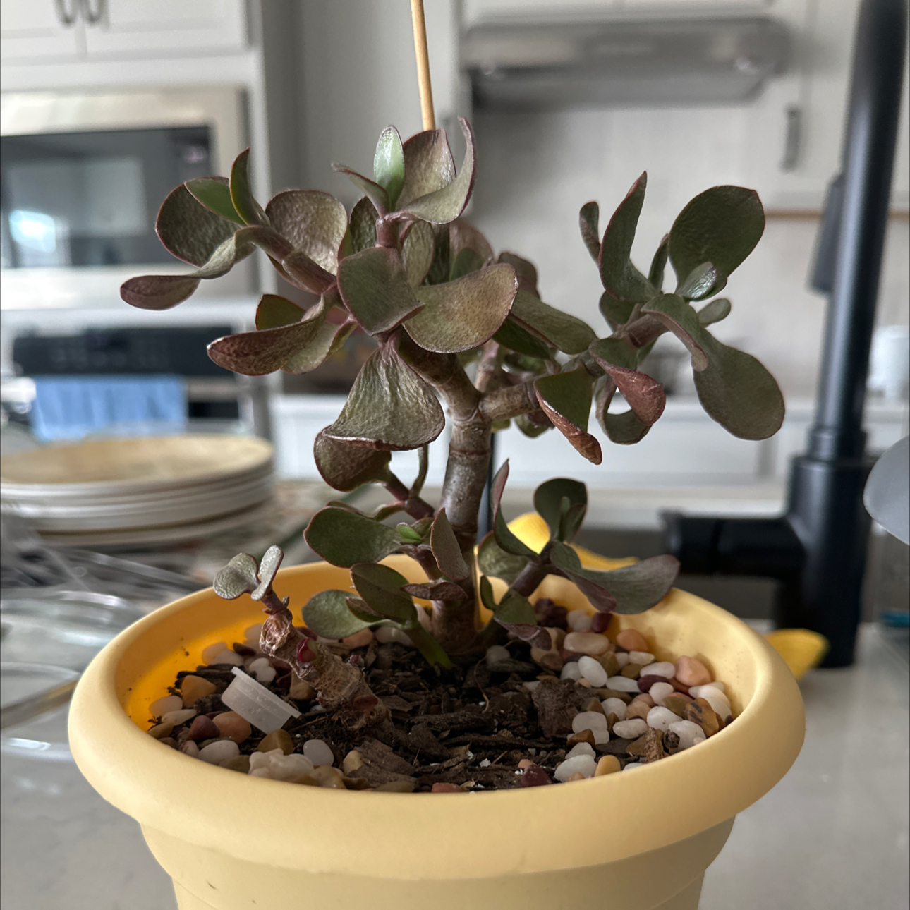 Photo of the plant species Wiregrass by @Saturn572 named Mikudayoooo on Greg, the plant care app