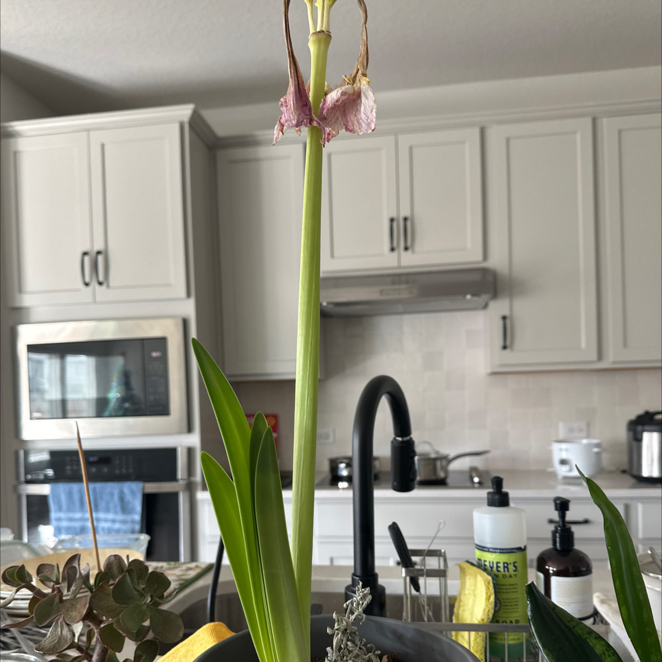 Photo of the plant species Wiregrass by @Saturn572 named Raine rain go away(5’3) on Greg, the plant care app