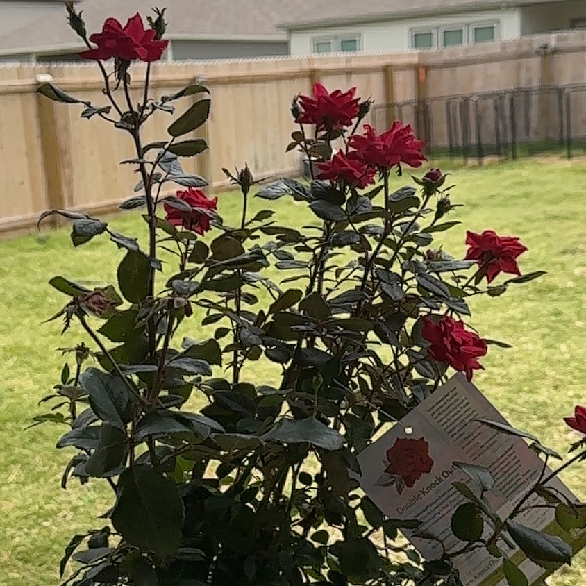Photo of the plant species Wild Rose by @Saturn572 named Navajo on Greg, the plant care app