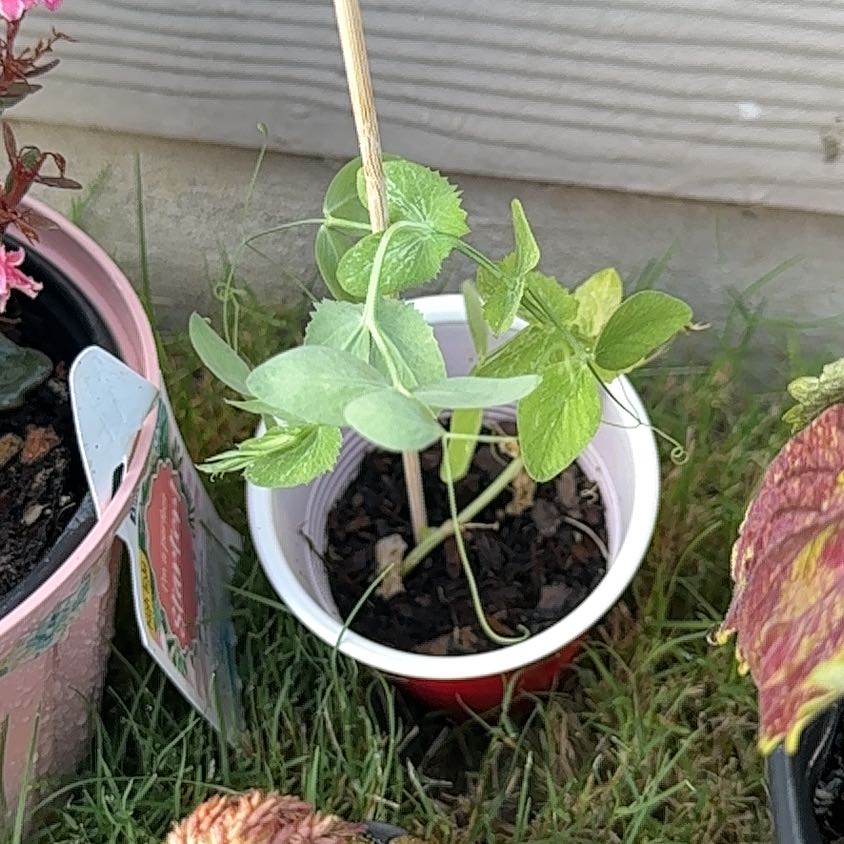 Photo of the plant species Snow Peas by @Saturn572 named Scarlet snoopea munor on Greg, the plant care app