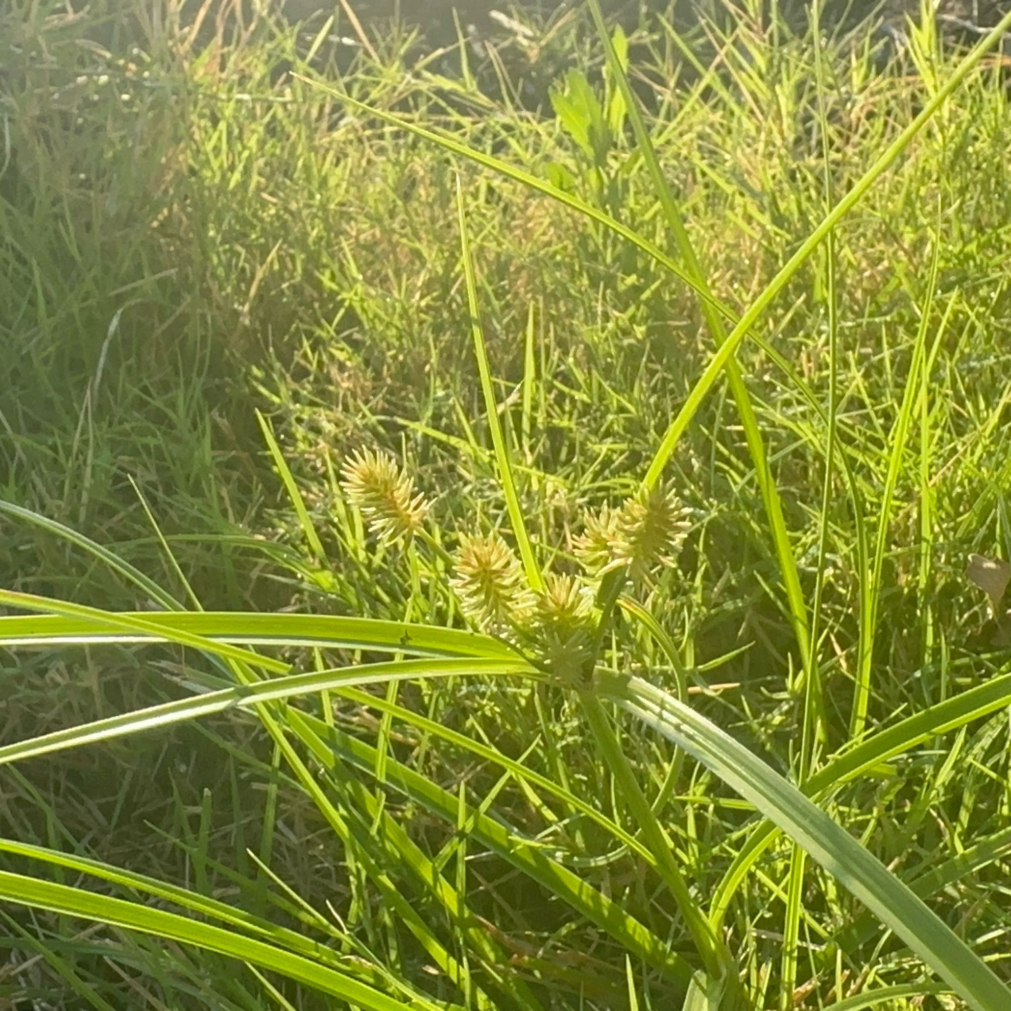 Photo of the plant species False Nutsedge by @Saturn572 named Nutsage scarlete on Greg, the plant care app
