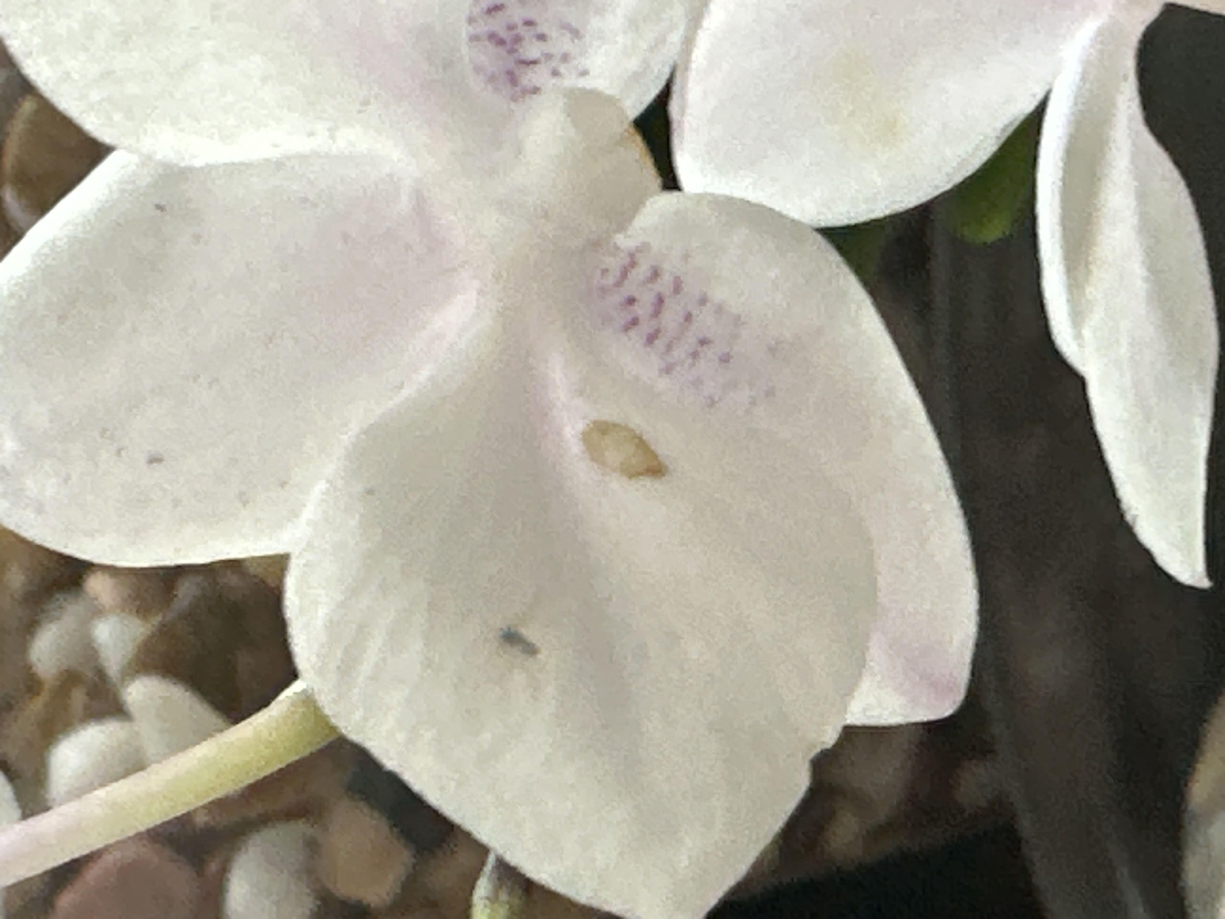 Photo from the post