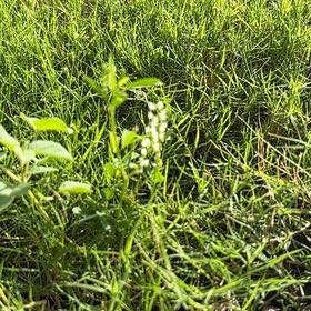 Photo of the plant species Bokhara Clover by @Saturn572 named Sonora coylolus Demi on Greg, the plant care app