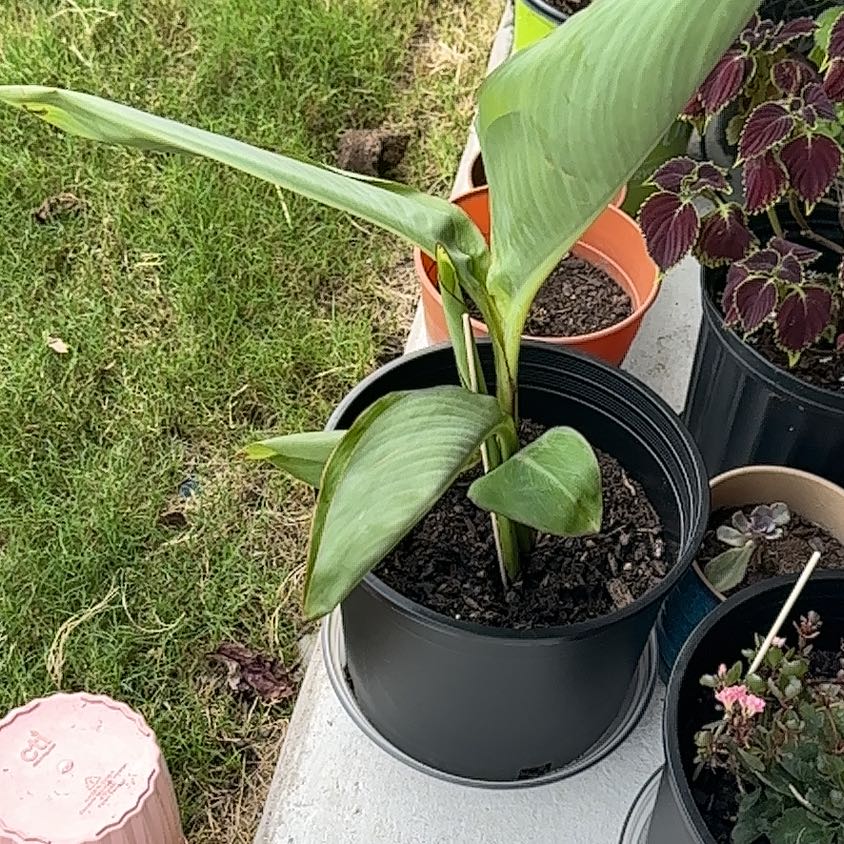 Captain Canna densig