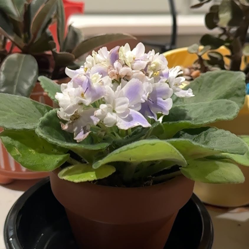 Photo of the plant species African Violet by @Saturn572 named Aria nightshade on Greg, the plant care app