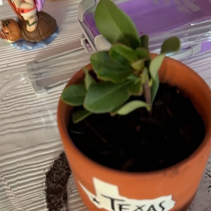 Photo of the plant species Indian Hawthorn by @Saturn572 named Bodhi on Greg, the plant care app