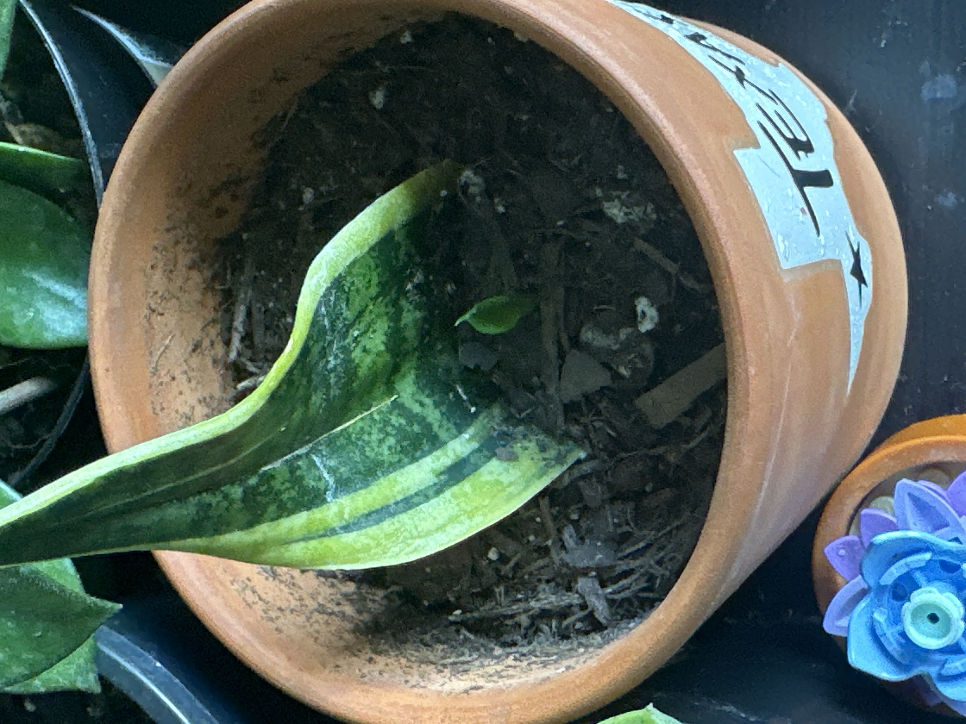 Photo from the post