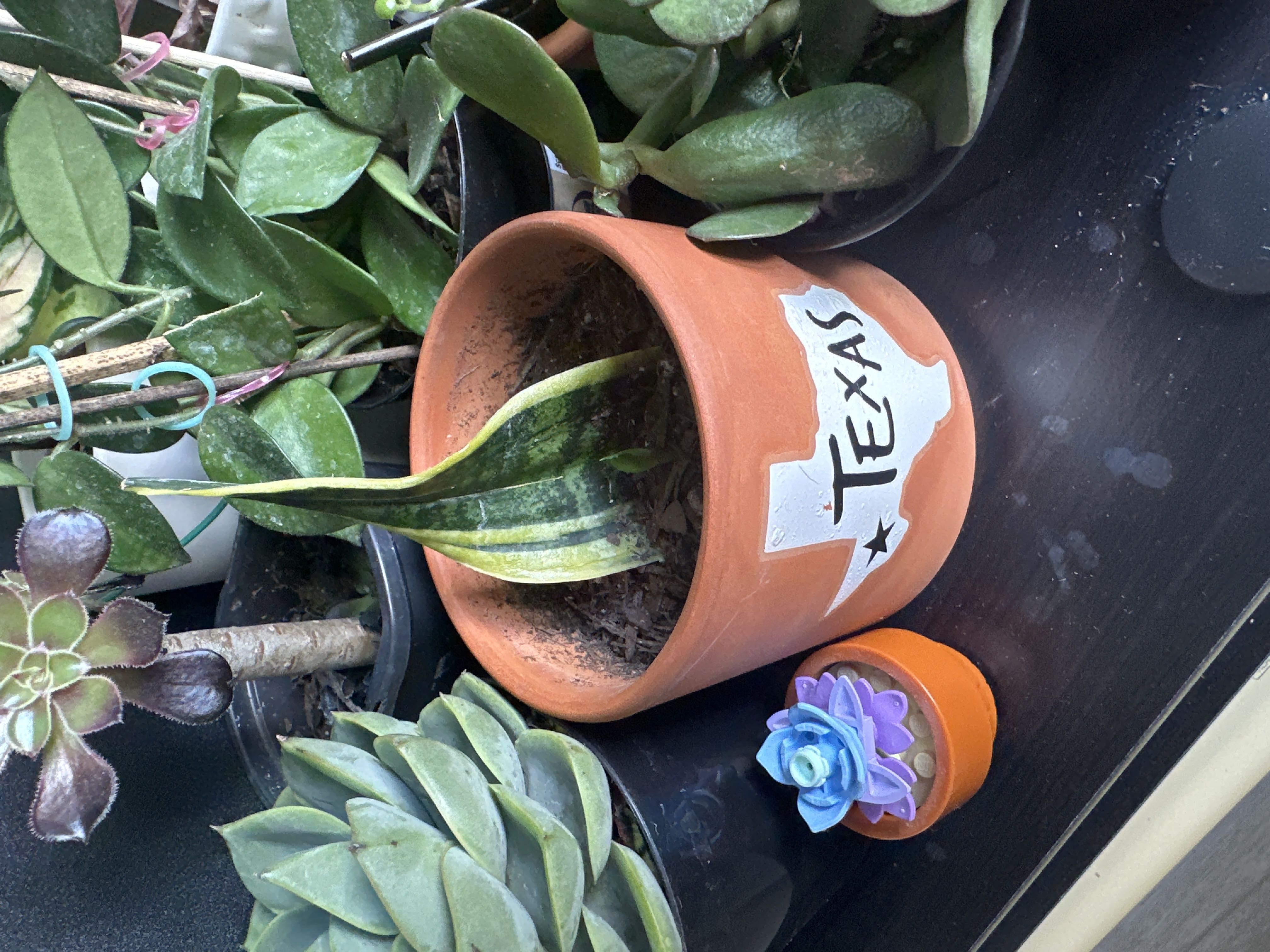 Photo from the post