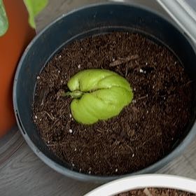 Photo of the plant species Sicyos edulis by @Saturn572 named Athena on Greg, the plant care app