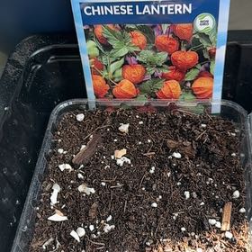 Photo of the plant species Red Lantern by @Saturn572 named Diana on Greg, the plant care app