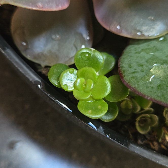 Photo of the plant species Common Duckmeat by @ChicShrubalthea named Robert Plant on Greg, the plant care app
