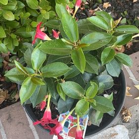 Photo of the plant species Dipladenia Madinia® Deep Red by @PetSandbedstraw named Duke on Greg, the plant care app