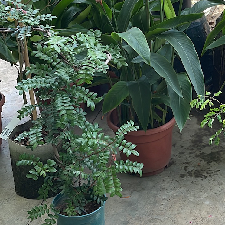 Photo of the plant species Pistacia weinmannifolia by @ExecFicusfloris named Pax on Greg, the plant care app