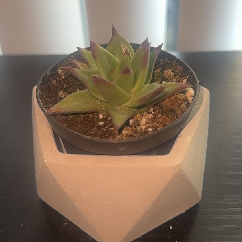 Photo of the plant species Echeveria 'Red Shade' by @MattUnleashed named Ulysses S Plant on Greg, the plant care app