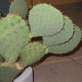 Photo of the plant species Dollar-Joint Prickly Pear by @ChicSawpalmetto named Fernie Mercury on Greg, the plant care app