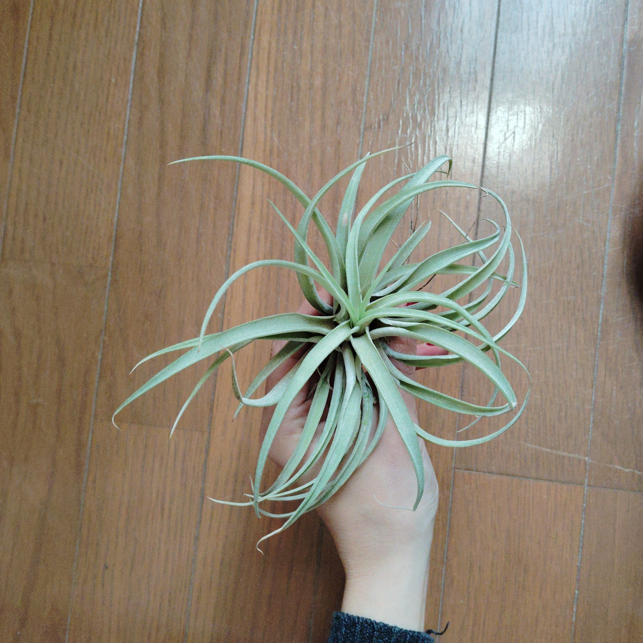 Photo of the plant species Tillandsia Capitata Yellow by @SoundlySeaoxeye named Tilly on Greg, the plant care app