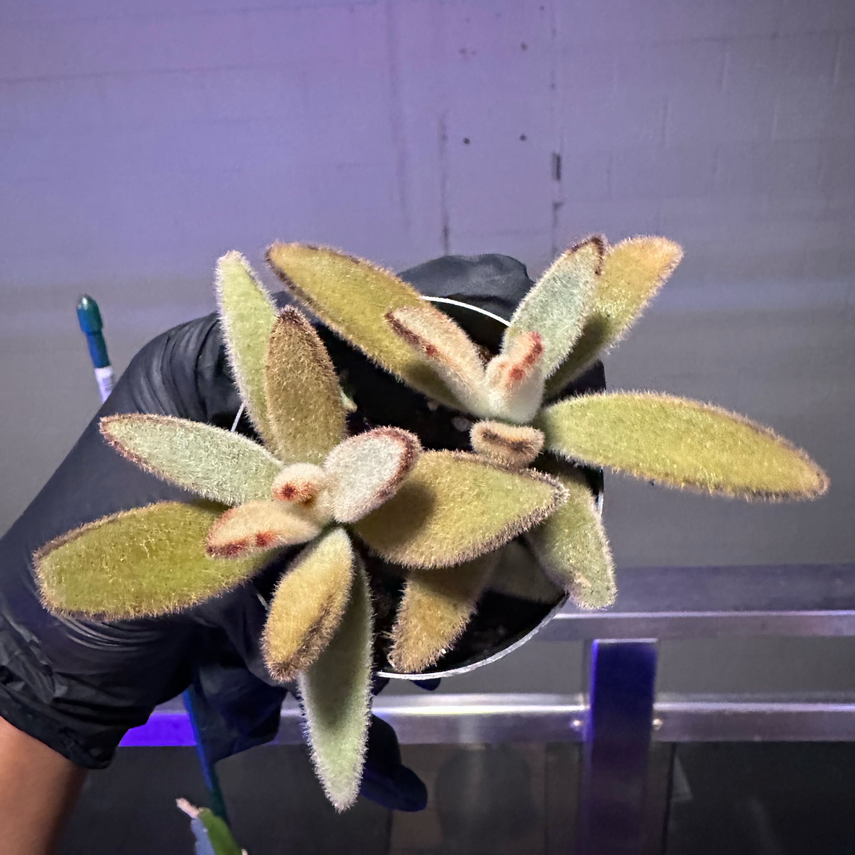 Photo of the plant species Chocolate Soldier Panda Plant by @UberMarigold named Gloria / Harmony on Greg, the plant care app