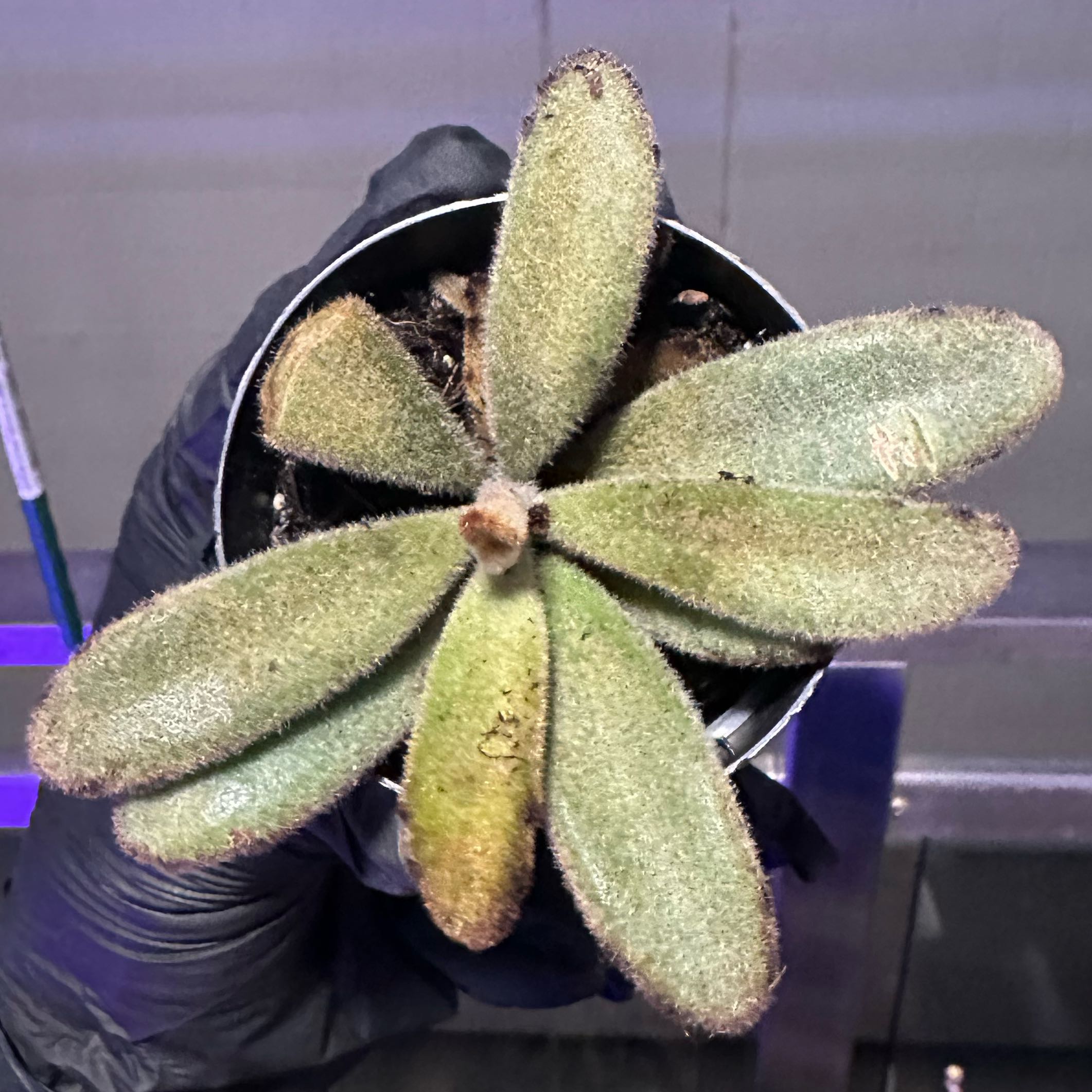 Photo of the plant species Chocolate Soldier Panda Plant by @UberMarigold named Zion / Charlie on Greg, the plant care app
