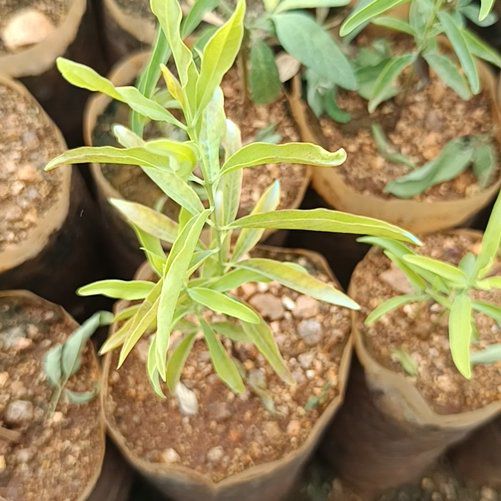 Photo of the plant species Sandalwood by @WiseMooncactus named Nemo on Greg, the plant care app