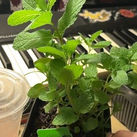 Photo of the plant species Kentucky Colonel Mint by @ManyMeadowsage named Doja Cat on Greg, the plant care app