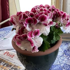 Photo of the plant species Martha Washington Geranium by @ObligingKamahi named Claire on Greg, the plant care app