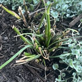 Plant care for Kangaroo Paw 'Bush Pearl' on Greg, the plant care app