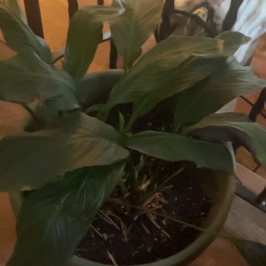 Photo of the plant species White Peace Lily by @ChiefBrushbox named Sahara on Greg, the plant care app