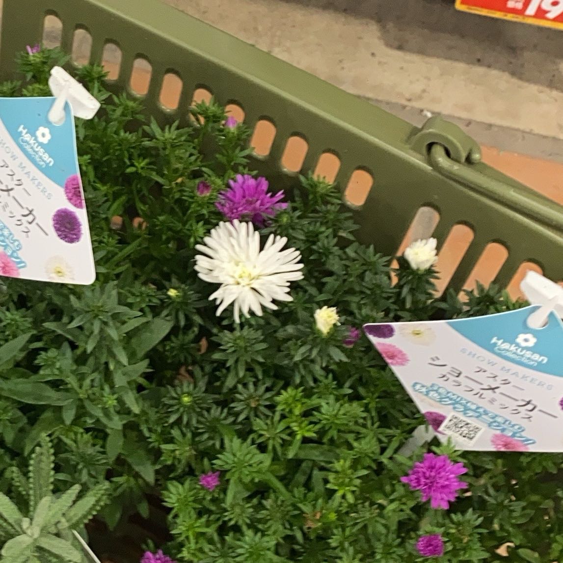 Photo of the plant species Alpine Aster by @JampackedOkra named Beckham on Greg, the plant care app