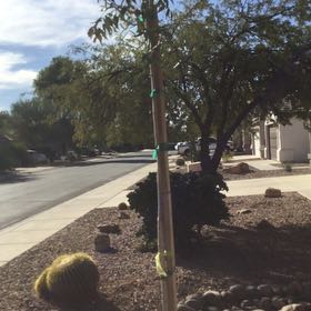 Photo of the plant species Chinese Pistache by @KindCurleddock named Fernie Mac on Greg, the plant care app