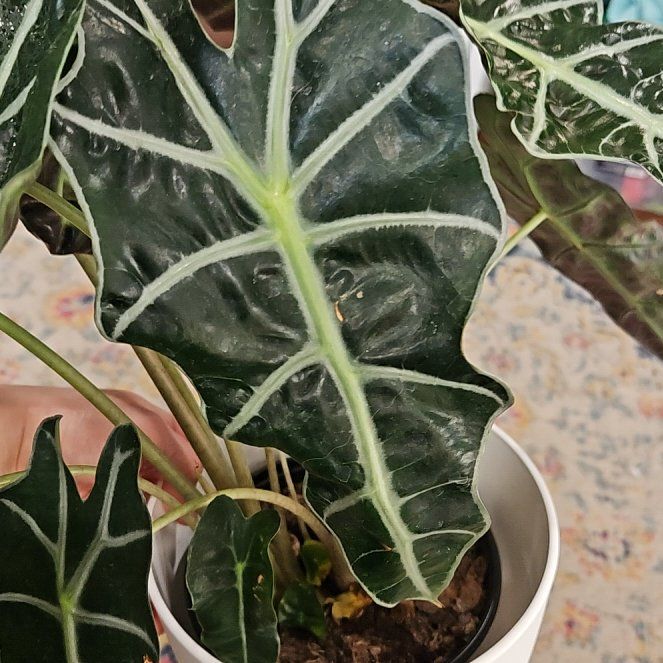 Photo of the plant species african mask by @CoolDragonfruit named Hamilton on Greg, the plant care app