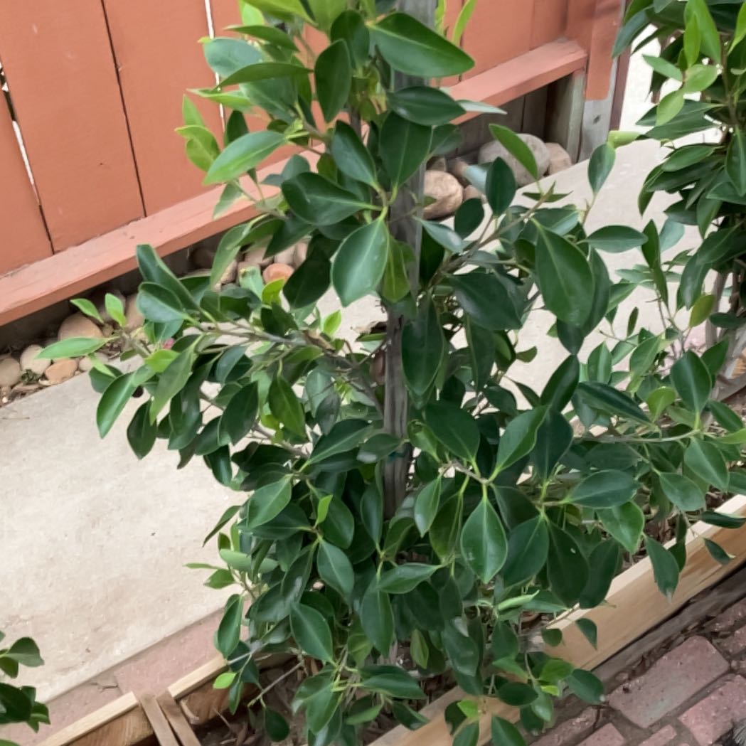Photo of the plant species Indian Laurel by @OptimalSeagrape named Plato on Greg, the plant care app