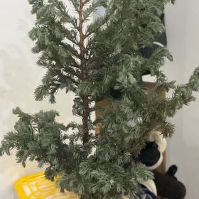 Photo of the plant species Plum Cedar by @BeneficCacto32 named Remington on Greg, the plant care app