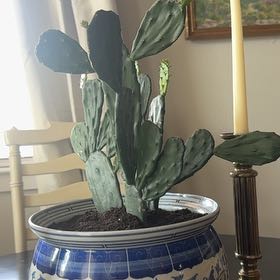 Photo of the plant species Opuntia 'Emerald Wave' by @HolyStrawflower named Emerson on Greg, the plant care app