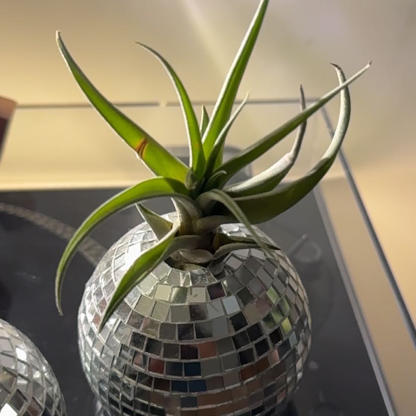 Photo of the plant species Assorted Tillandsia by @SleekBookaloe55 named Lebron on Greg, the plant care app