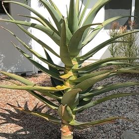 Photo of the plant species Aloe 'Hercules' by @DapperHawkswing named Bruce Lee on Greg, the plant care app